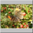 Thecla betulae - Nierenfleck-Zipfelfalter 02.jpg